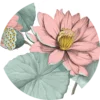 "Lotus blomst" - Flow the termoflaske med infuser - Image 3